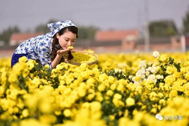 云臺冰菊基地發(fā)生了什么？一批批領(lǐng)導(dǎo)專家團(tuán)隊前來！